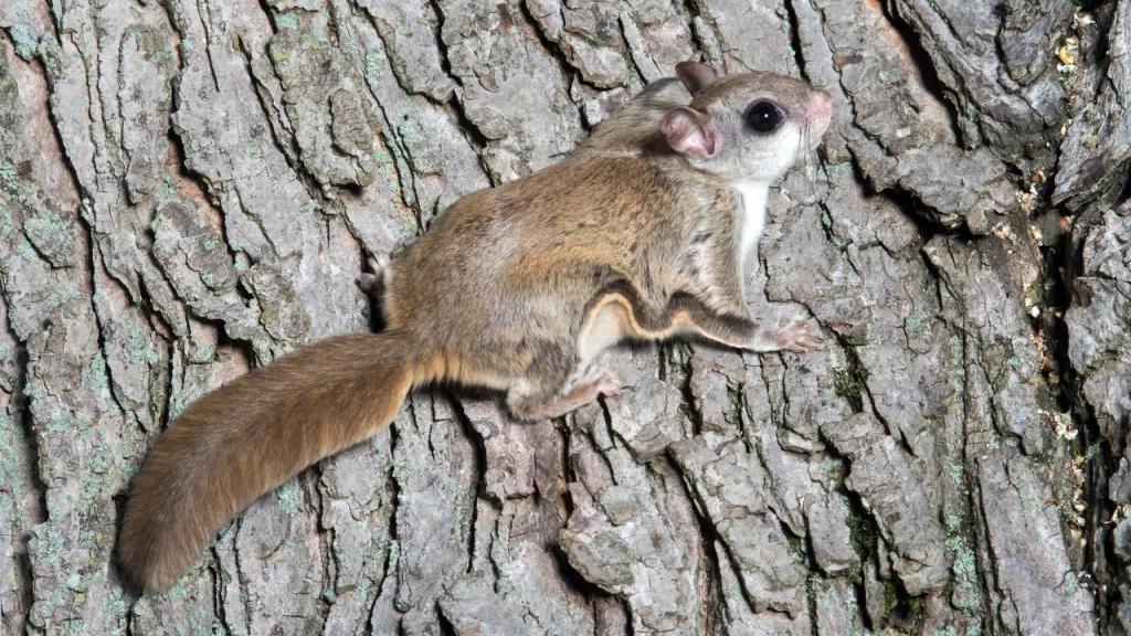 寒号鸟是种什么动物（寒号鸟是鼠类还是鸟类讲解）