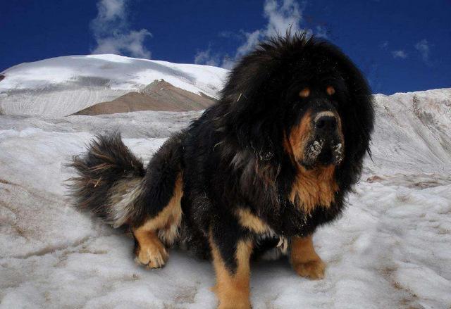 世界上最傻的是什么品种的狗（附：最厉害的狗排名前十）