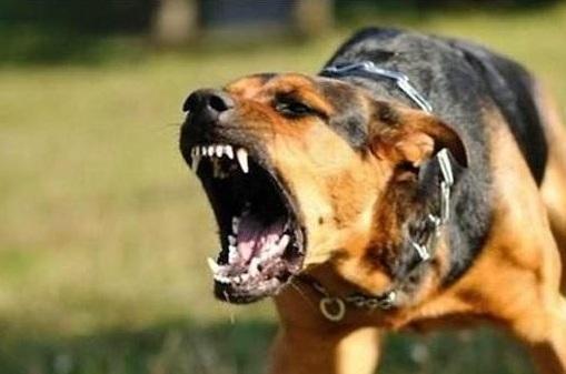 狗咬什么程度不用打针图片（注意：有两种情况不需要打疫苗）