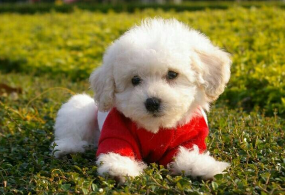 比熊多大就不闹腾了呢（比熊剃毛后一个月图片有吗）