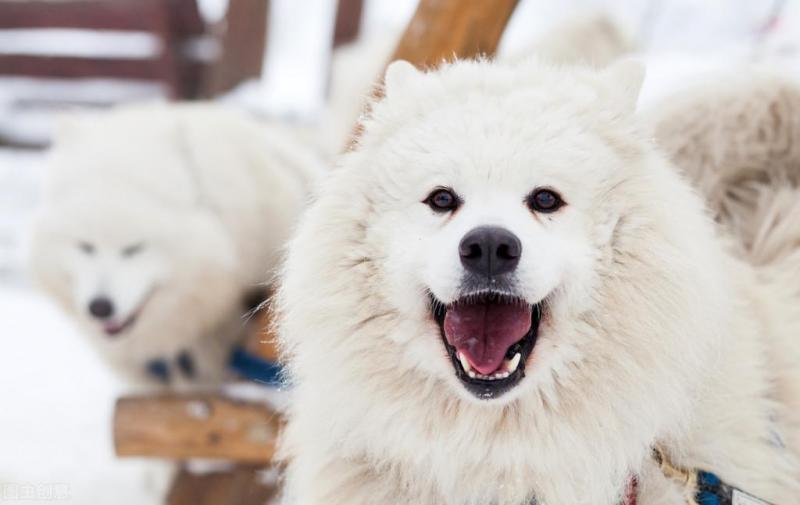 世界上最傻的是什么品种的狗（附：最厉害的狗排名前十）