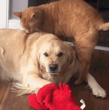 中型犬适合家养的狗及图片（家庭养什么狗狗品种好养又干净）