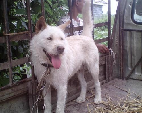 下司犬的优点和缺点有哪些