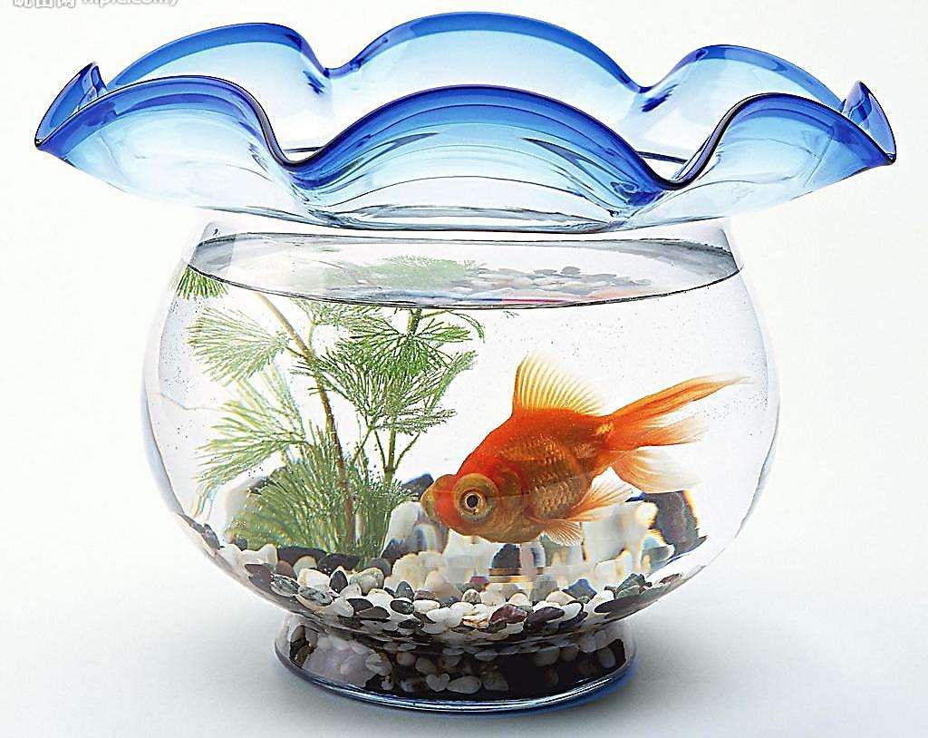 家里养什么鱼好旺财（详解：家里养几条鱼风水最好）