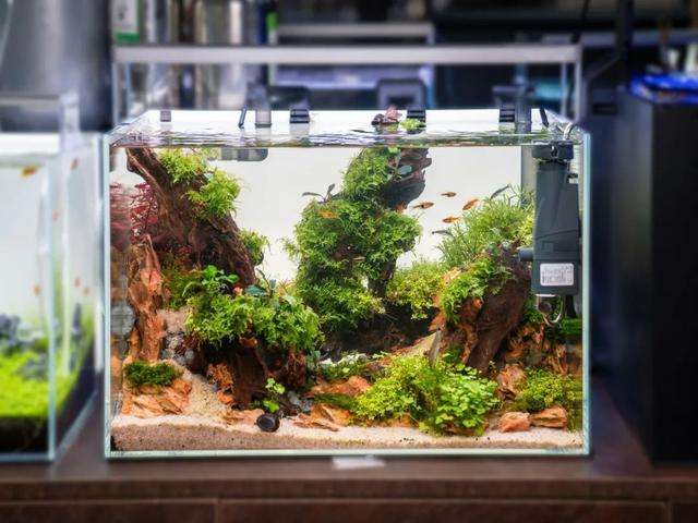 草缸十大首选鱼，总有一类适合你