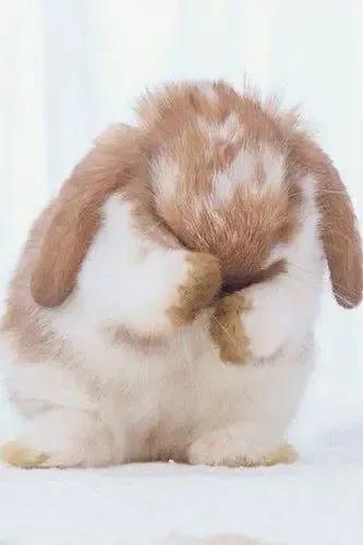 地摊上买的30元一只的兔子是肉兔吗（常见的漂亮兔子品种价格）