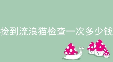 捡到流浪猫检查一次多少钱
