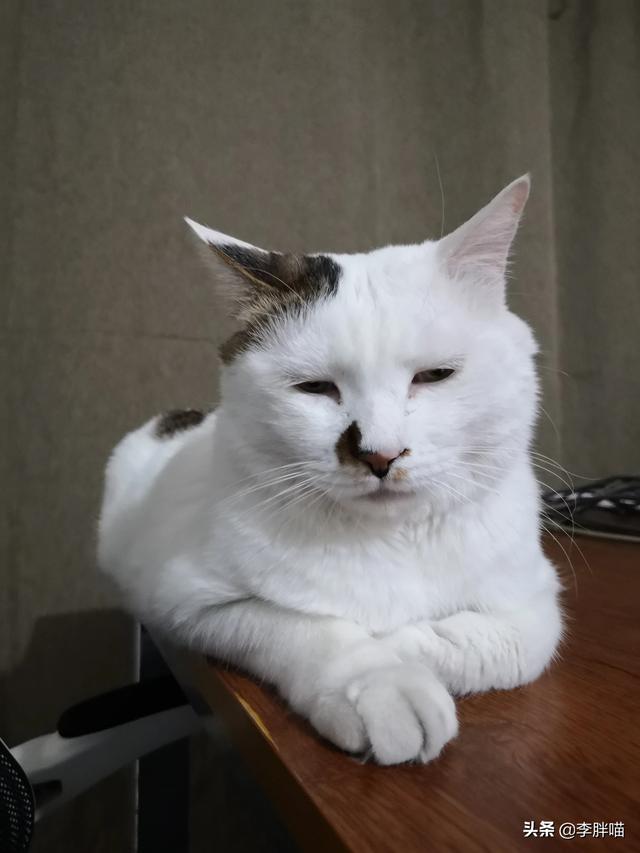 母猫唤小猫的声音(猫咪发出啊啊的短叫声什么意思)