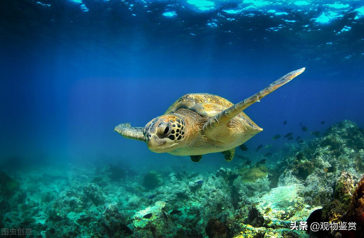 为何只有水龟和半水龟可以养（附：陆龟在我国是保护动物）