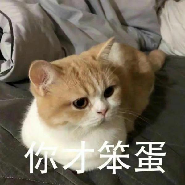 大脸猫图片卡通头像（最近很火的那个猫咪头像）