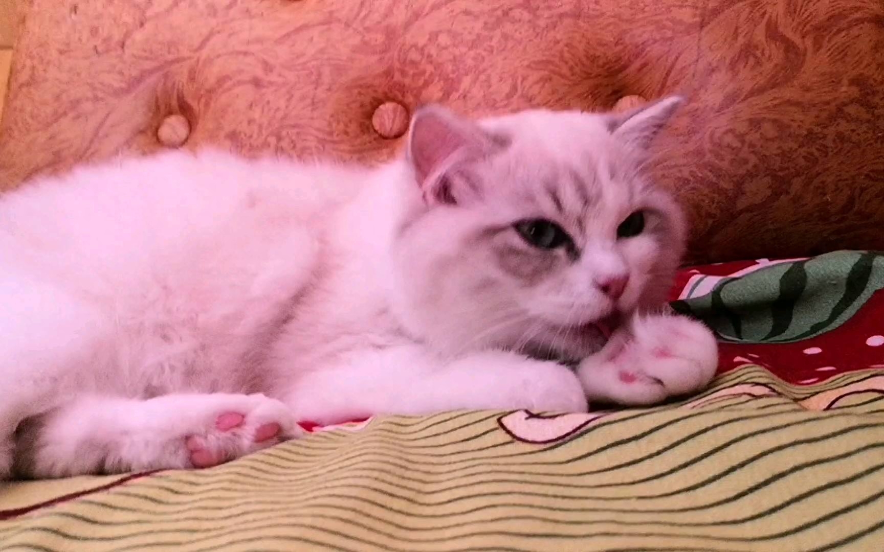 长毛猫拉屎屁股总粘毛怎么办（例：布偶猫为了颜值牺牲了智商）