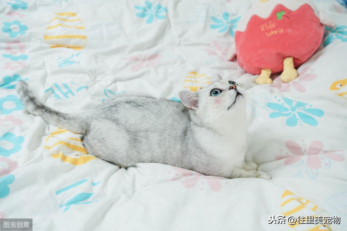 金点猫为什么不能买（金点猫一般在什么价位图片）