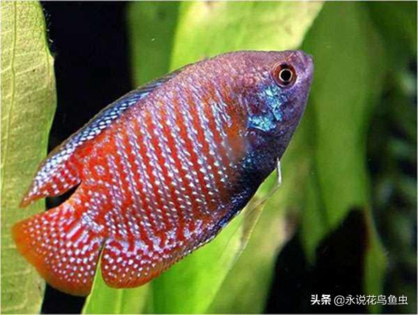 推荐好养的热带鱼排名（热带鱼的种类有哪些）