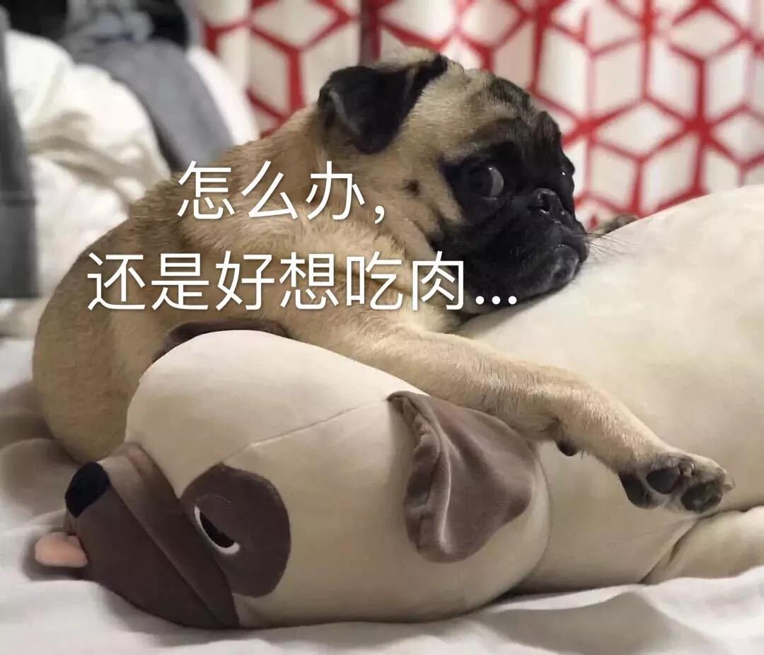 狗狗把带血的卫生巾吃了为什么（ 狗狗吃了人的月经血会怎样）