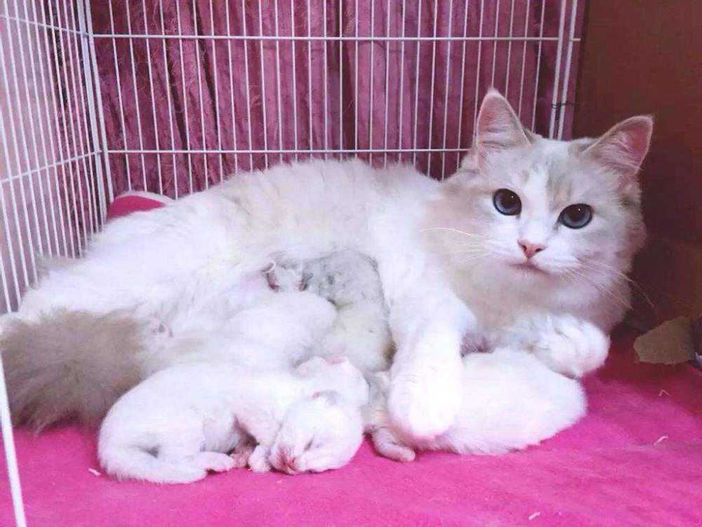 4个月公猫小口红出来了意思（3个月猫咪的小鸡突然出来是发育了吗）