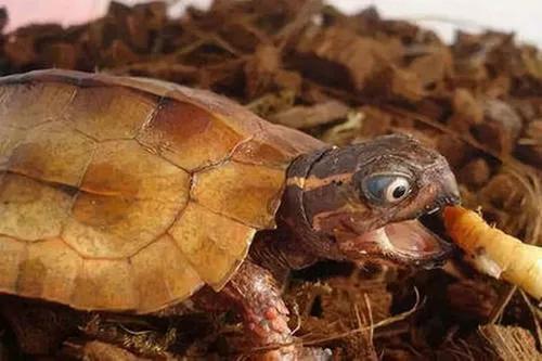 乌龟喜欢被放在手里吗（分享新手养龟的方法）