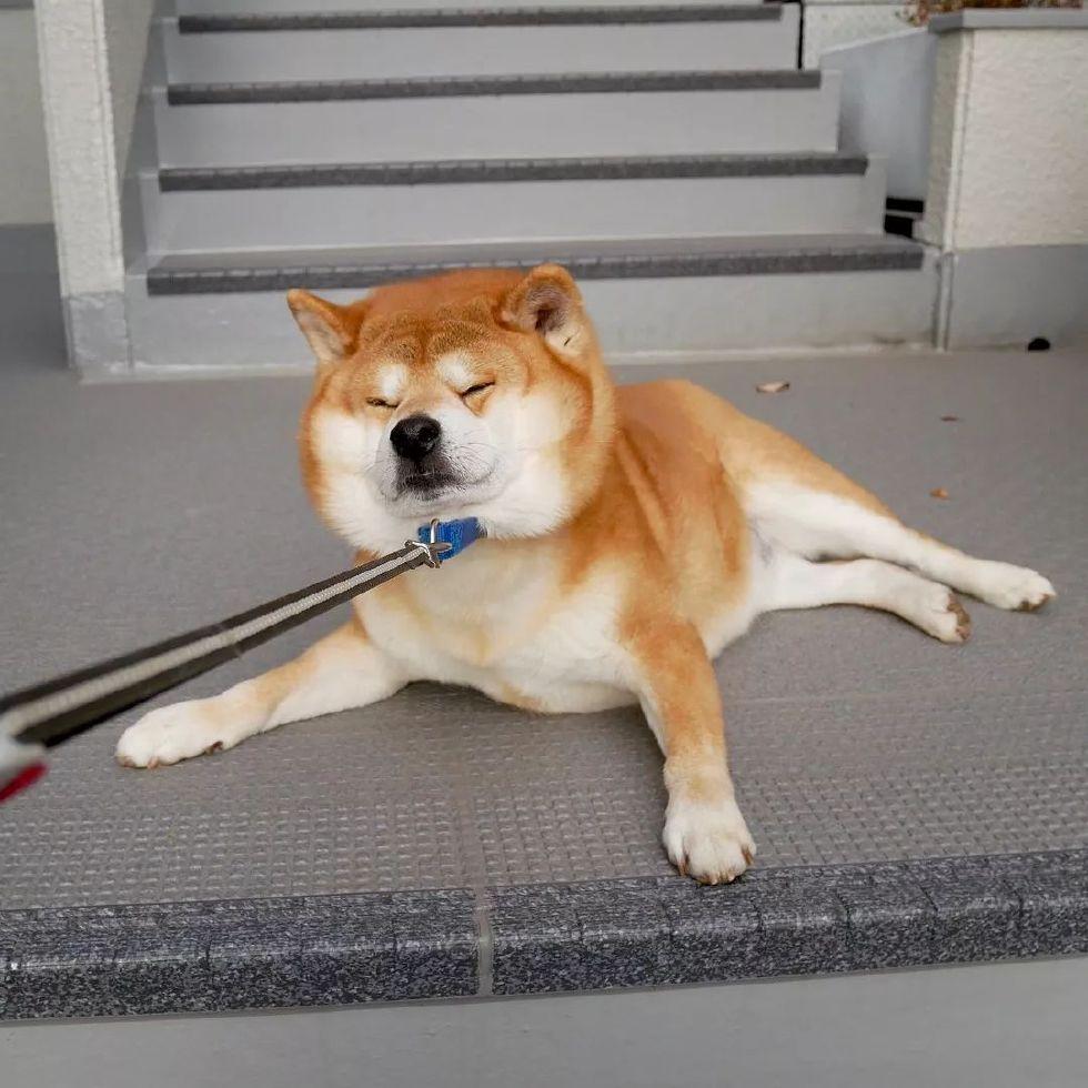 一只白色柴犬多少钱（附：最新柴犬价格表）