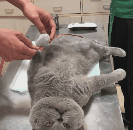 4个月公猫小口红出来了意思（3个月猫咪的小鸡突然出来是发育了吗）