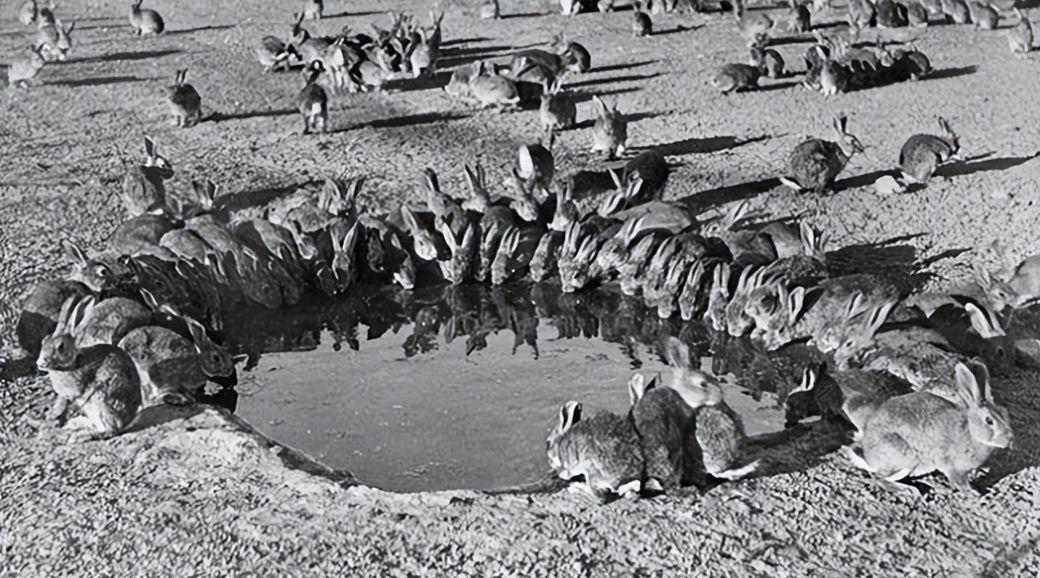 宠物母兔子怀孕多久后能再次生产（兔子怀孕后期要多久生产？要注意什么？）