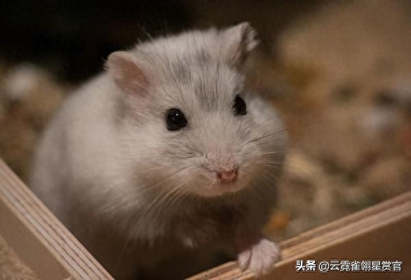 银狐仓鼠与其他两种仓鼠有何不同（附：千万别养银狐仓鼠）