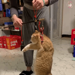 养金渐层猫的禁忌及图片（800块能买到正宗金渐层吗）