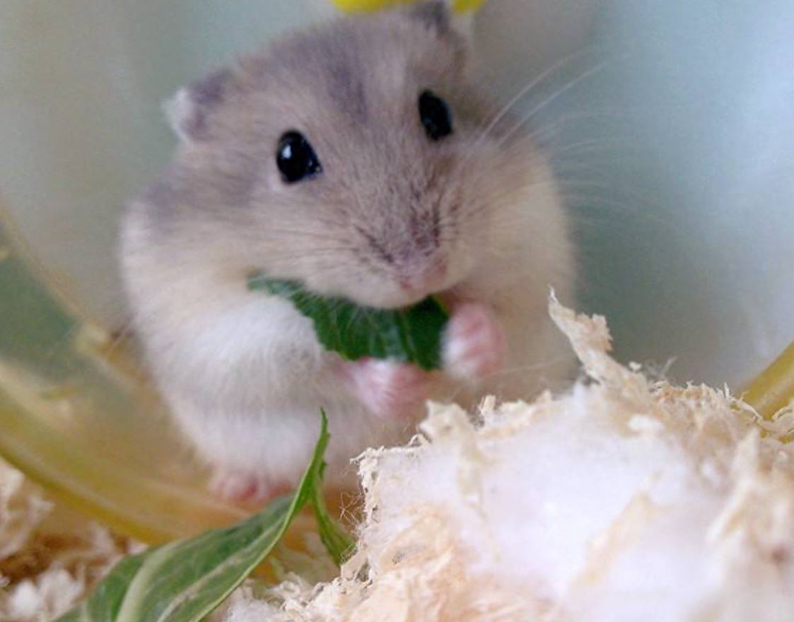 盘点新手养脾气最好的仓鼠有哪几种（详解：5种仓鼠的特点）