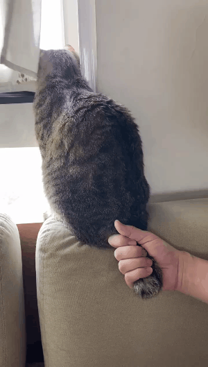 人摸过小猫猫妈妈就不要了吗（盘点和猫咪关系再好也不能做的事）