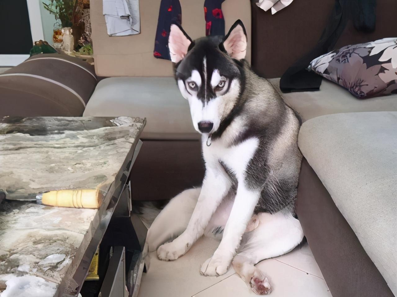 哈士奇对主人有感情吗（哈士奇怎么训练听话的方法大全）