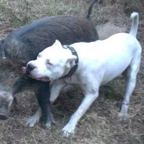 十大常见巨型犬排行（巨型犬品种大全）