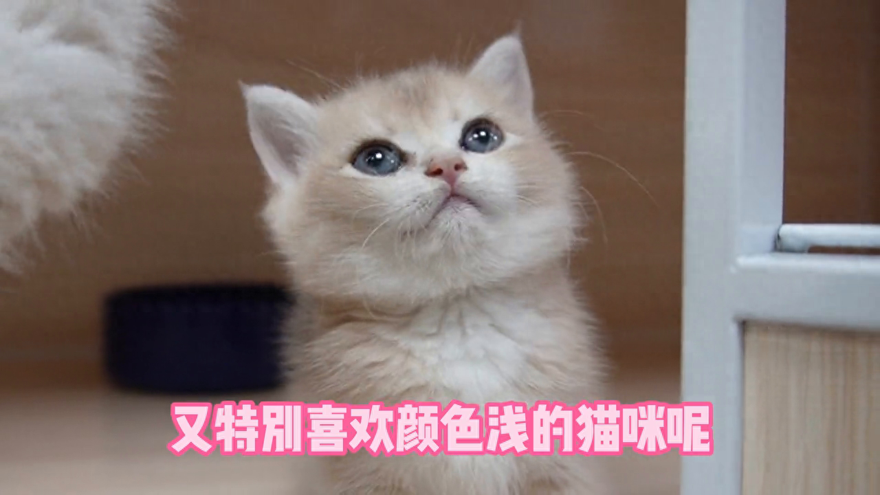 蓝金渐层多少钱一只（附：各个价位的蓝金渐层一览表）