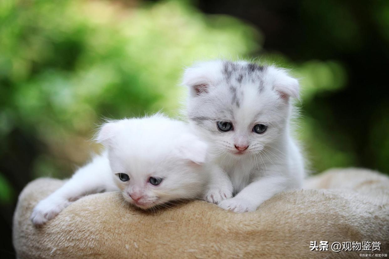 猫没断奶可以抱走吗（会不利于小猫的生长发育和健康）