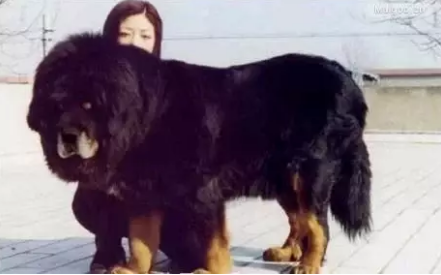 十大常见巨型犬排行（巨型犬品种大全）