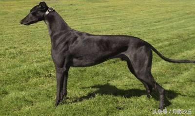 格力犬怎样训练呢（详解：格力犬的训练技巧）