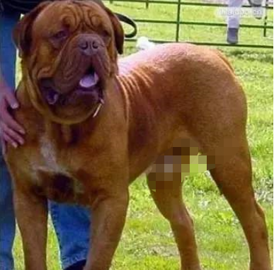 十大常见巨型犬排行（巨型犬品种大全）