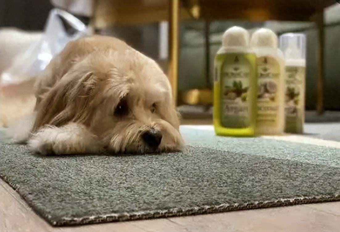 狗狗肠胃炎要断食断水多少天（没用，要对症下药）