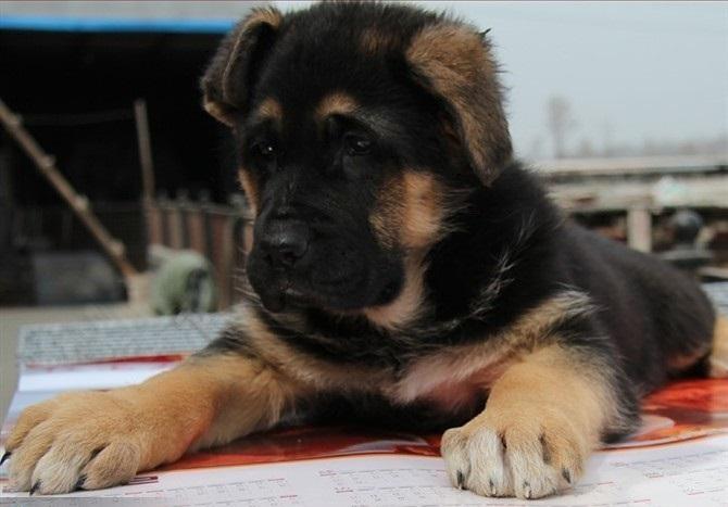 德牧喂养正确方法讲解（德国牧羊犬怎么养）