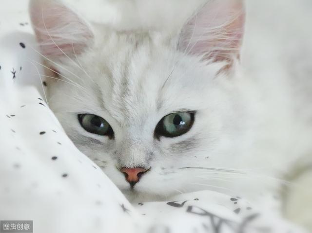 猫咪大便正常但是带血(猫咪大便正常但是带血怎么治疗)