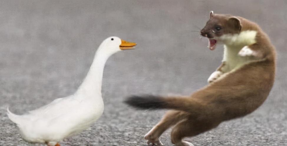 如何让黄鼠狼自己离开（盘点黄鼠狼怕鹅的原因）