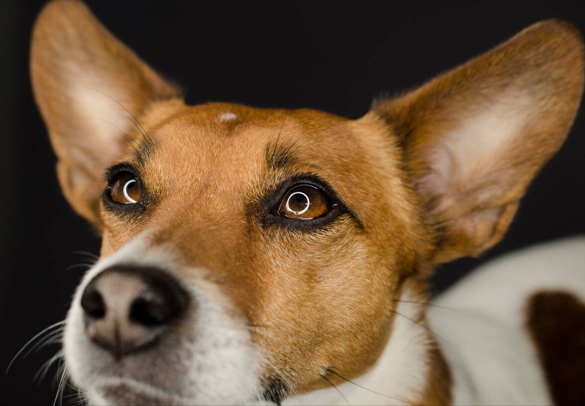 杰克罗素梗犬优缺点（杰克犬多少钱一只）