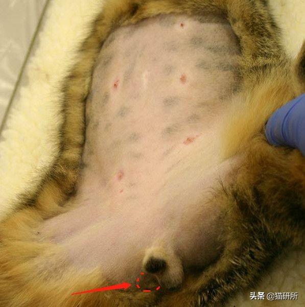 公猫隐睾可以活几年（猫咪隐睾手术最佳时间及预后和护理注意事项）