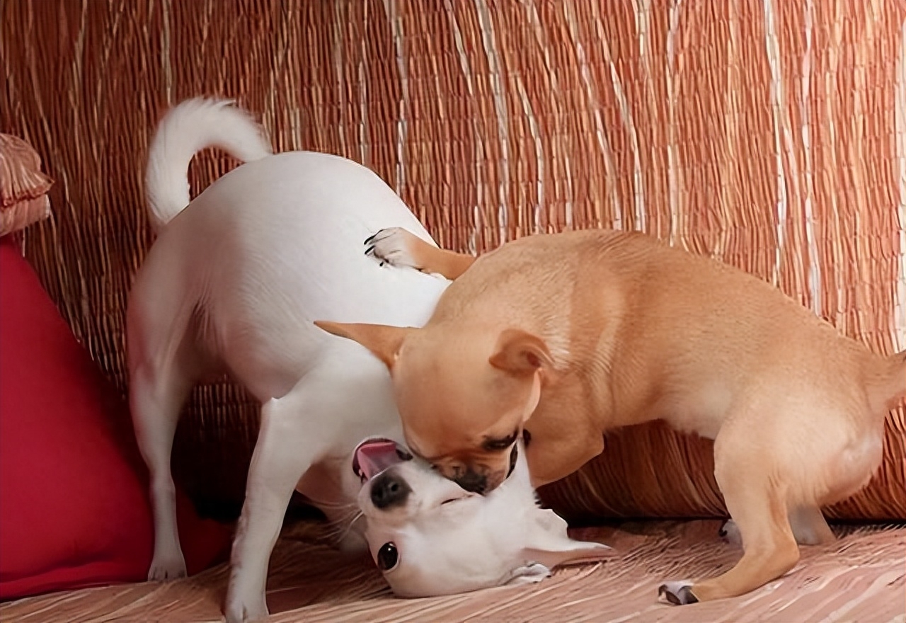 吉娃娃狗多少钱一只（附：了解吉娃娃的优缺点养后不心累）