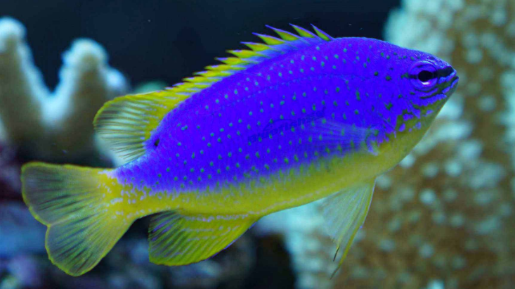 黄尾蓝魔鬼长什么样子