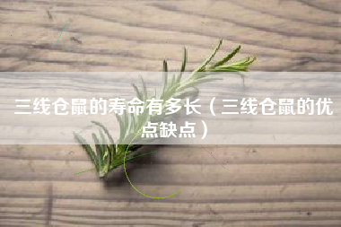 三线仓鼠的优点缺点