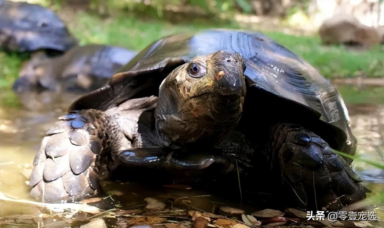 陆龟开放需要知道什么（附：黑靴陆龟图）