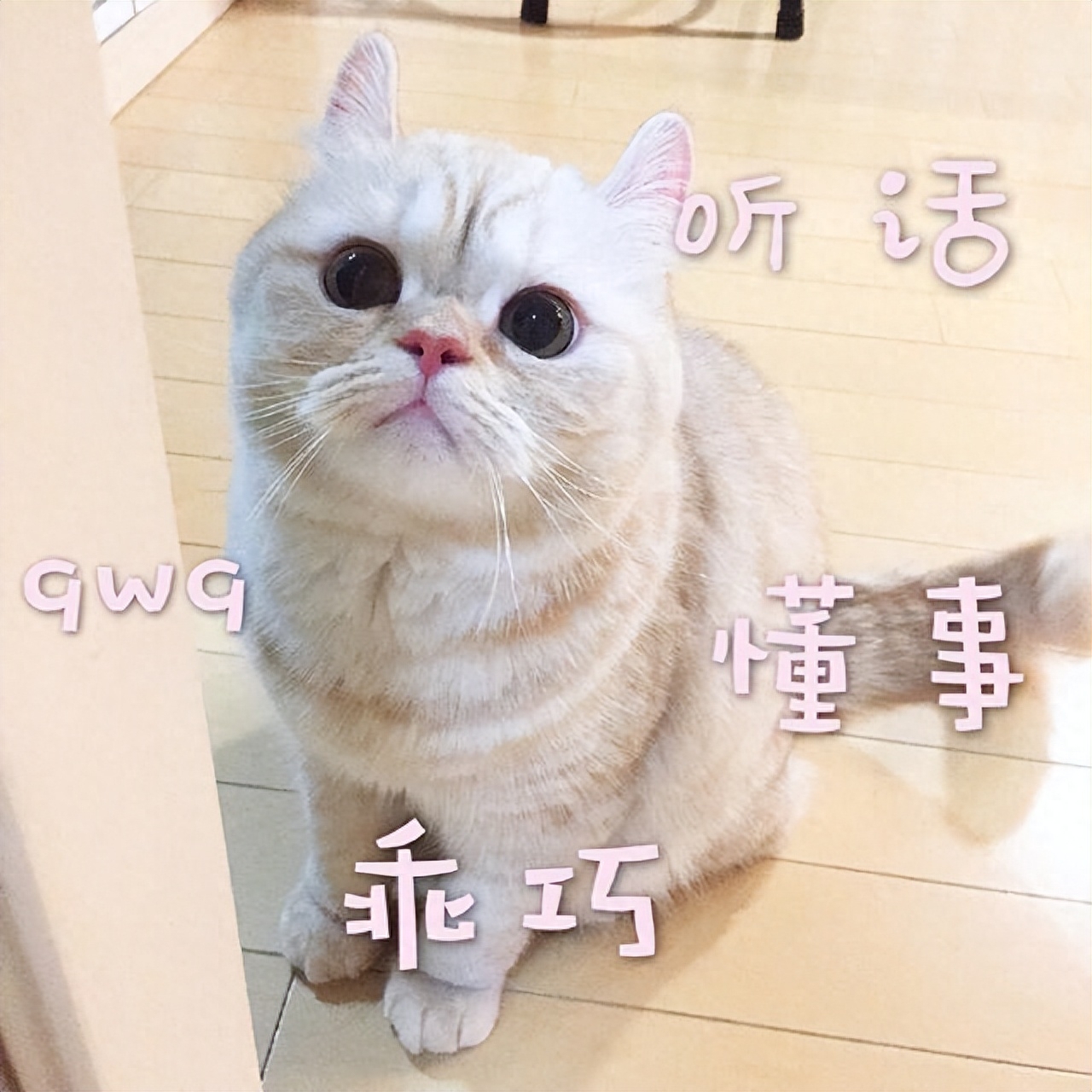 猫咪用头使劲拱人怎么回事