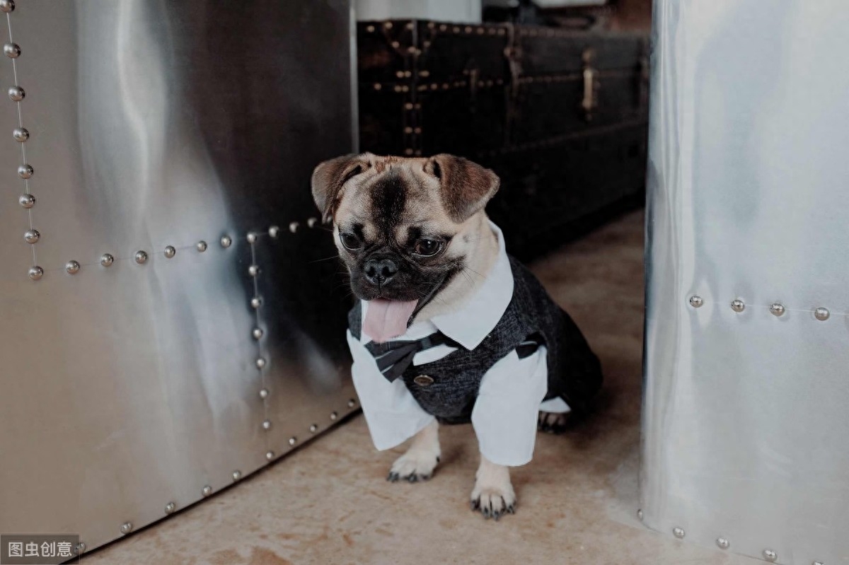 狗狗打嗝是怎么回事（注意：成年狗经常打嗝可能是身体出毛病了）