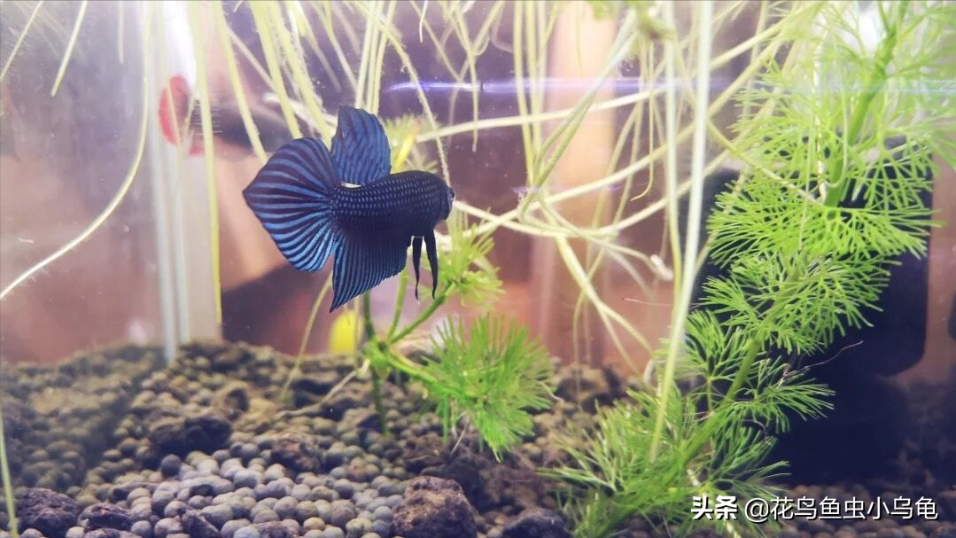 斗鱼怎么养才漂亮（详解：养斗鱼需要的技巧）