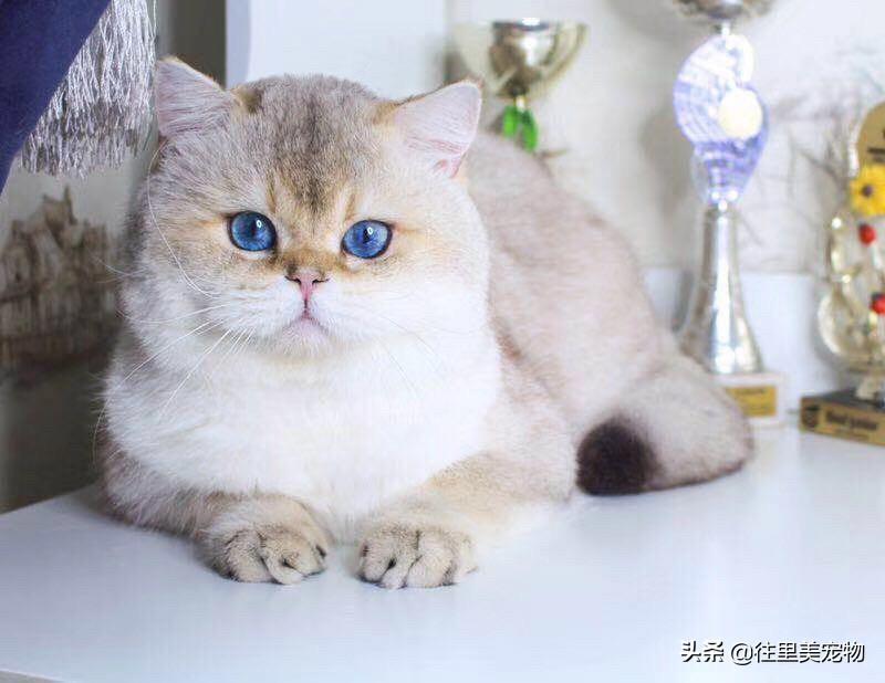 金点猫为什么不能买（金点猫一般在什么价位图片）