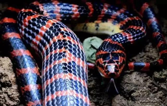 一圈黑色一圈红色的是什么蛇（ 详解：红黑相间的蛇有毒吗）