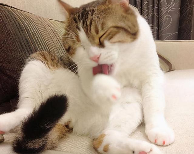 猫一个人在家会抑郁吗(猫一个人在家会无聊吗)